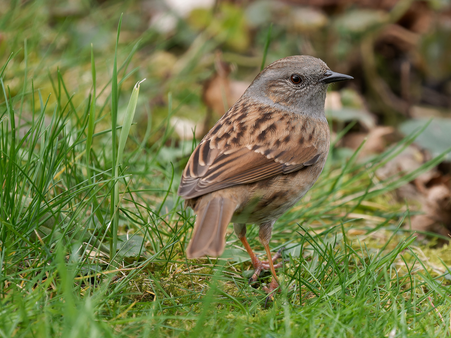 Singvögel im Garten - Heckenbraunelle Nahporträts