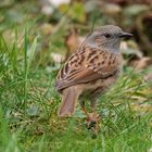 Singvögel im Garten - Heckenbraunelle Nahporträts