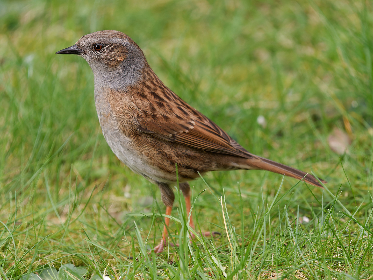 Singvögel im Garten - Heckenbraunelle Nahporträts