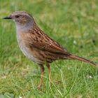 Singvögel im Garten - Heckenbraunelle Nahporträts