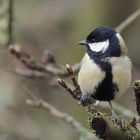 Singvögel im Garten - Kohlmeise