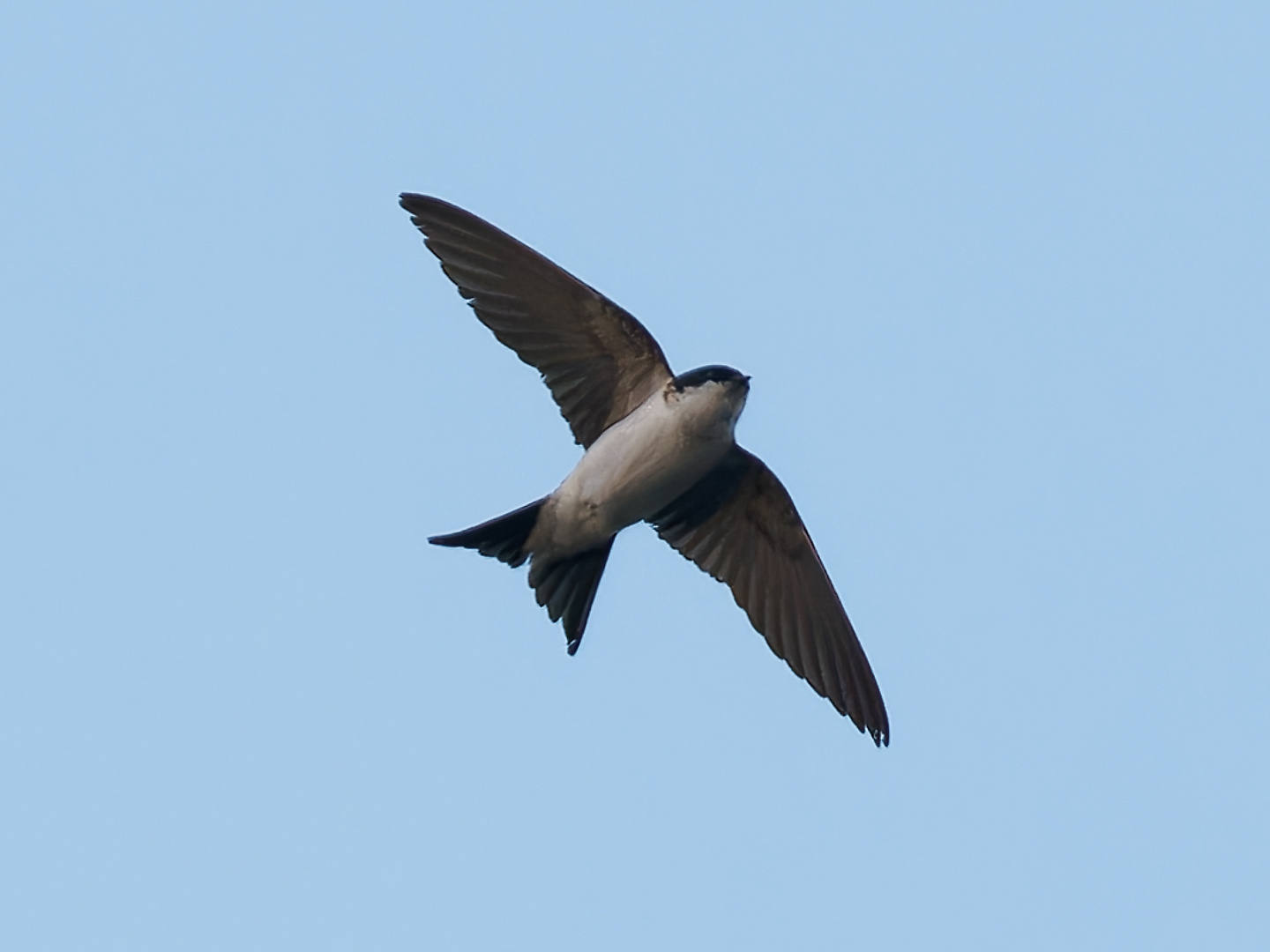 Singvögel im Garten  - Mehlschwalbe