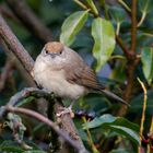 Singvögel im Garten - Mönchsgrasmücke