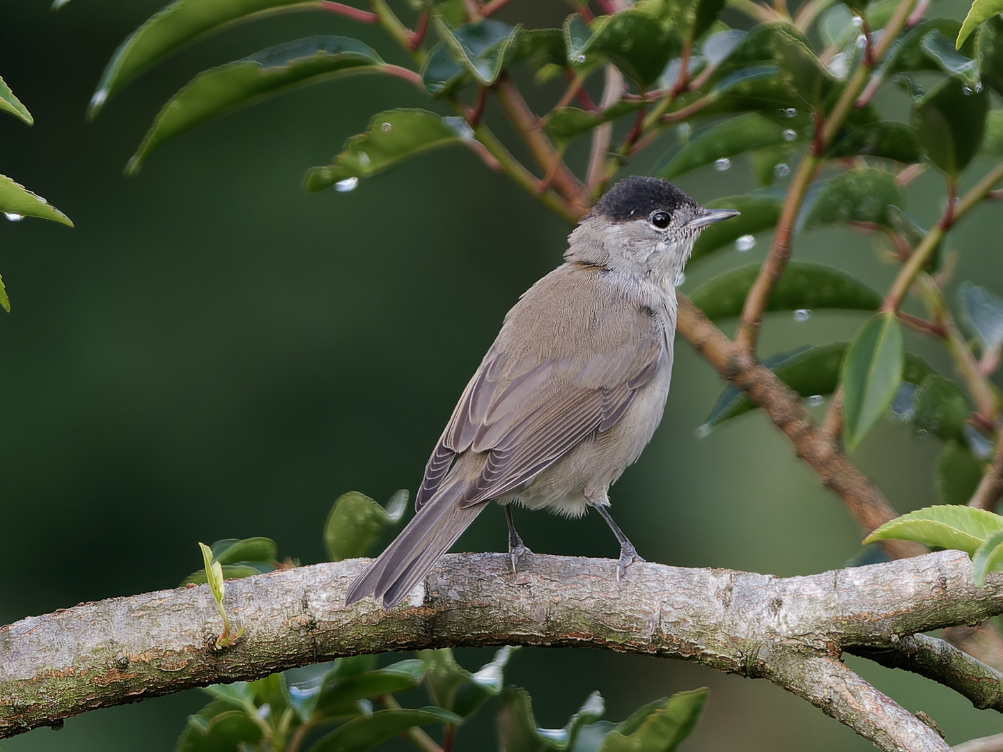 Singvögel im Garten - Mönchsgrasmücke