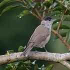 Singvögel im Garten - Mönchsgrasmücke