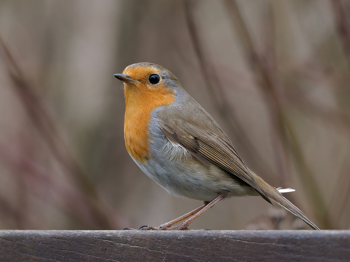 Singvögel im Garten - Rotkehlchen