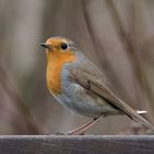 Singvögel im Garten - Rotkehlchen