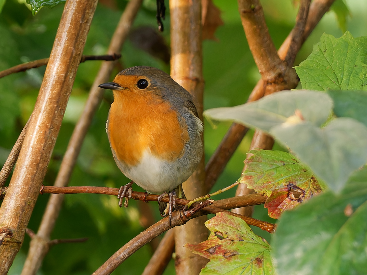 Singvögel im Garten Rotkehlchen Foto & Bild natur, vogel, singvogel