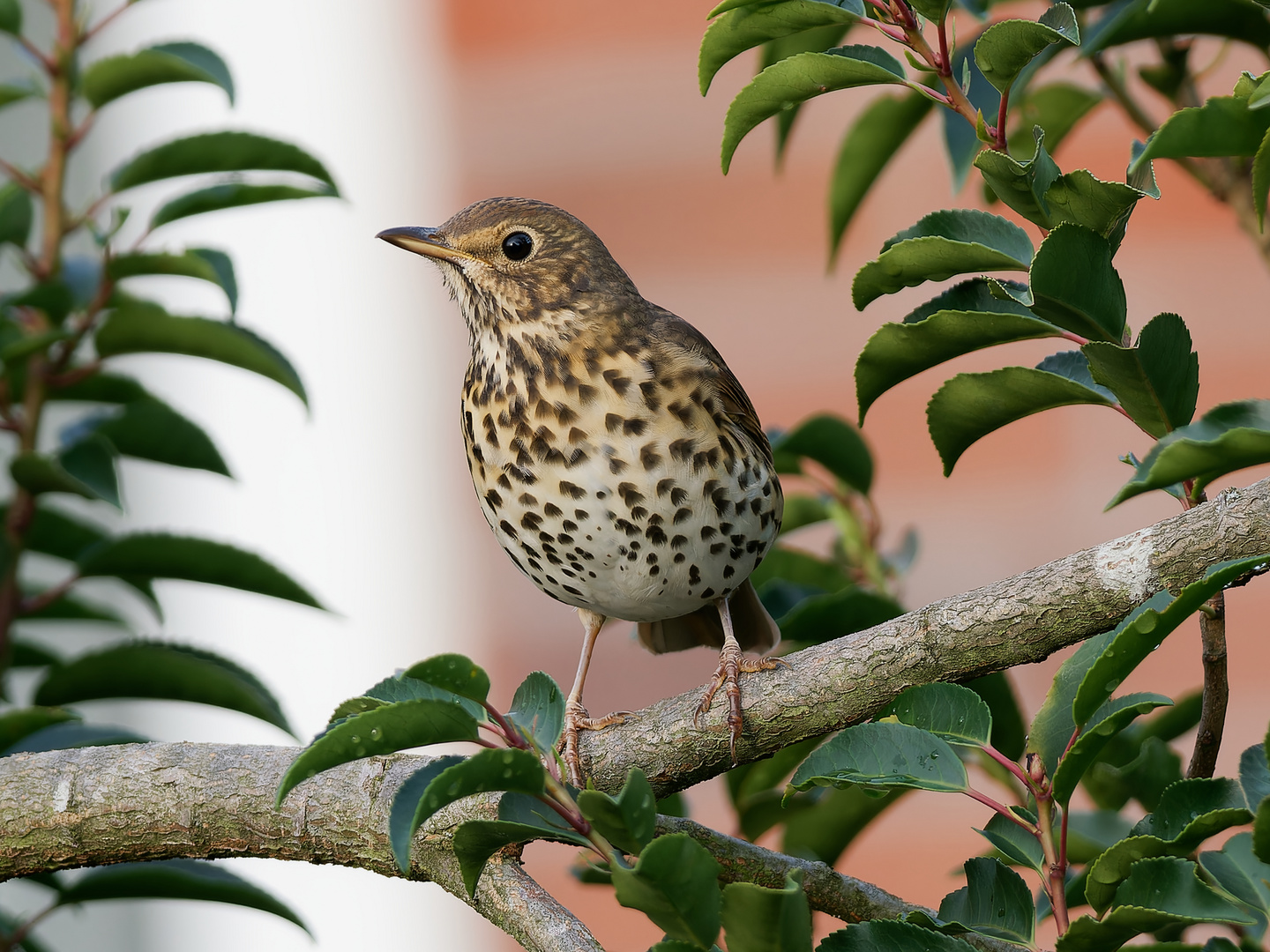 Singvögel im Garten- Singdrossel 