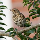 Singvögel im Garten- Singdrossel 