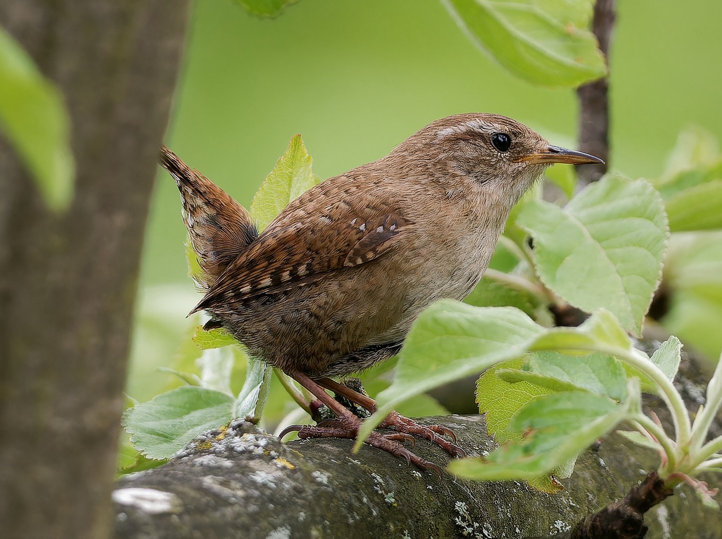 Singvögel im Garten - Zaunkönig