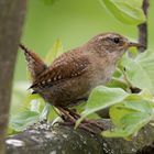 Singvögel im Garten - Zaunkönig