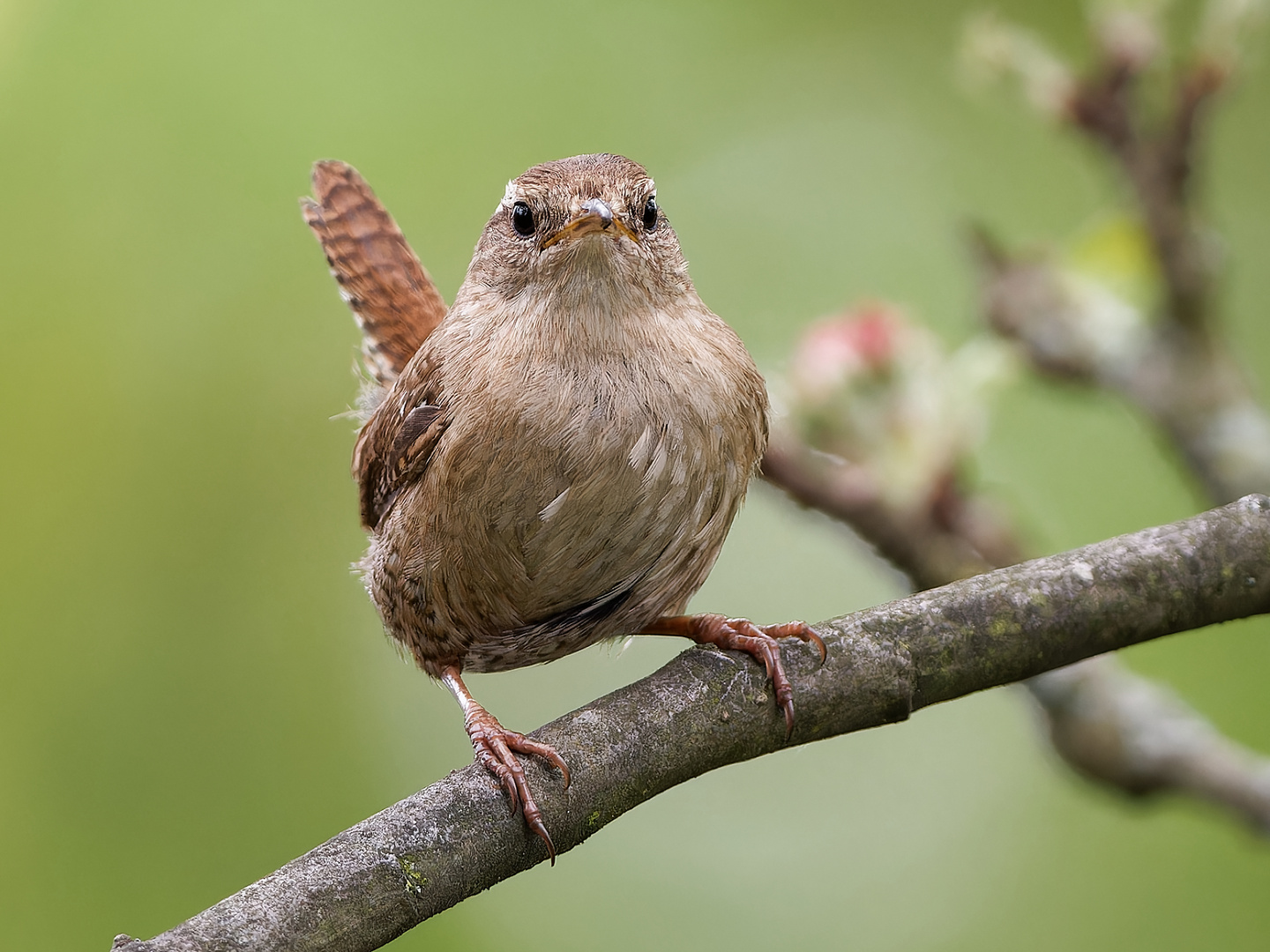 Singvögel im Garten- Zaunkönig 