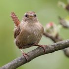 Singvögel im Garten- Zaunkönig 