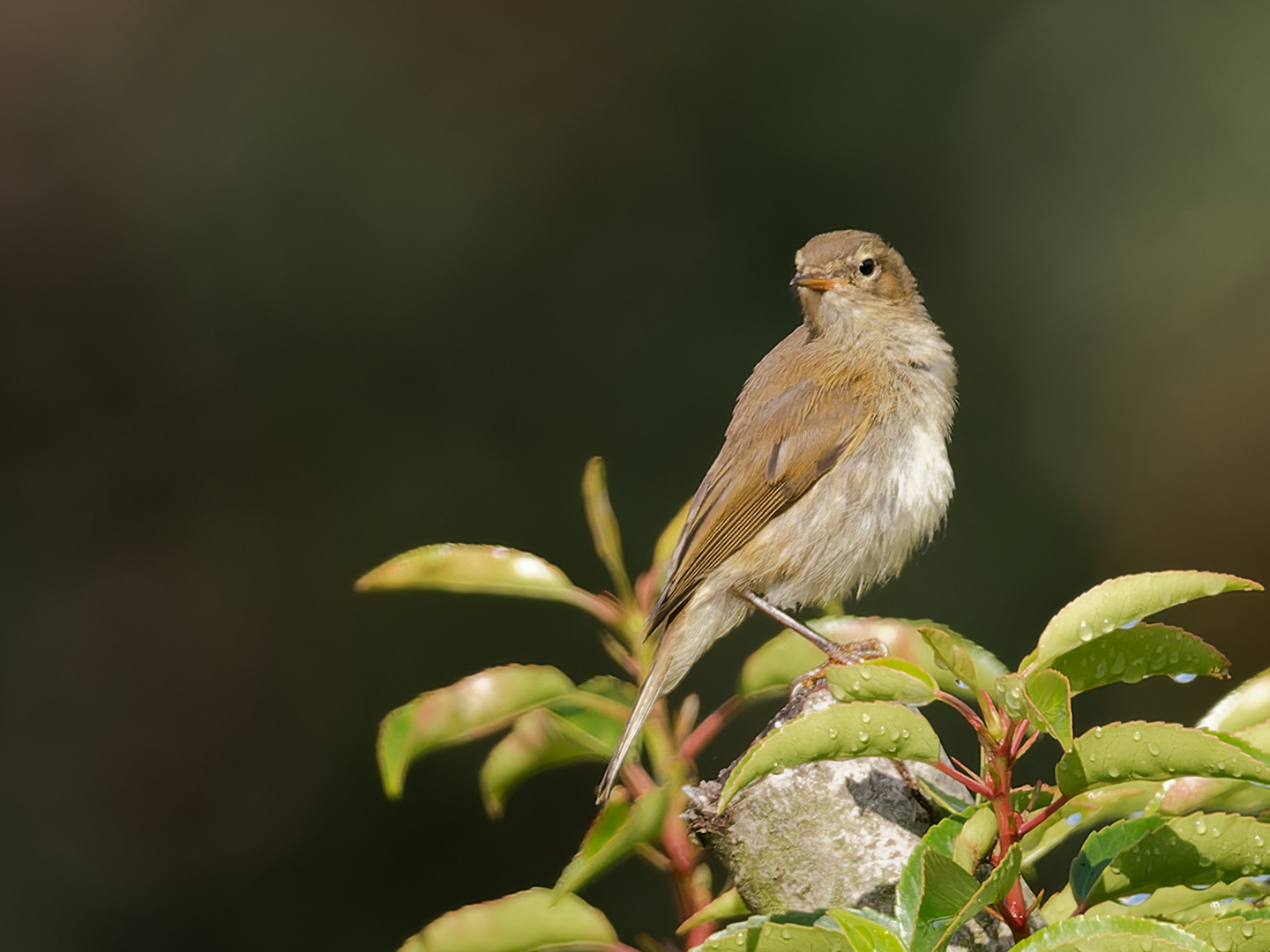 Singvögel im Garten - Zilpzalp