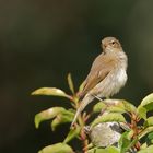 Singvögel im Garten - Zilpzalp