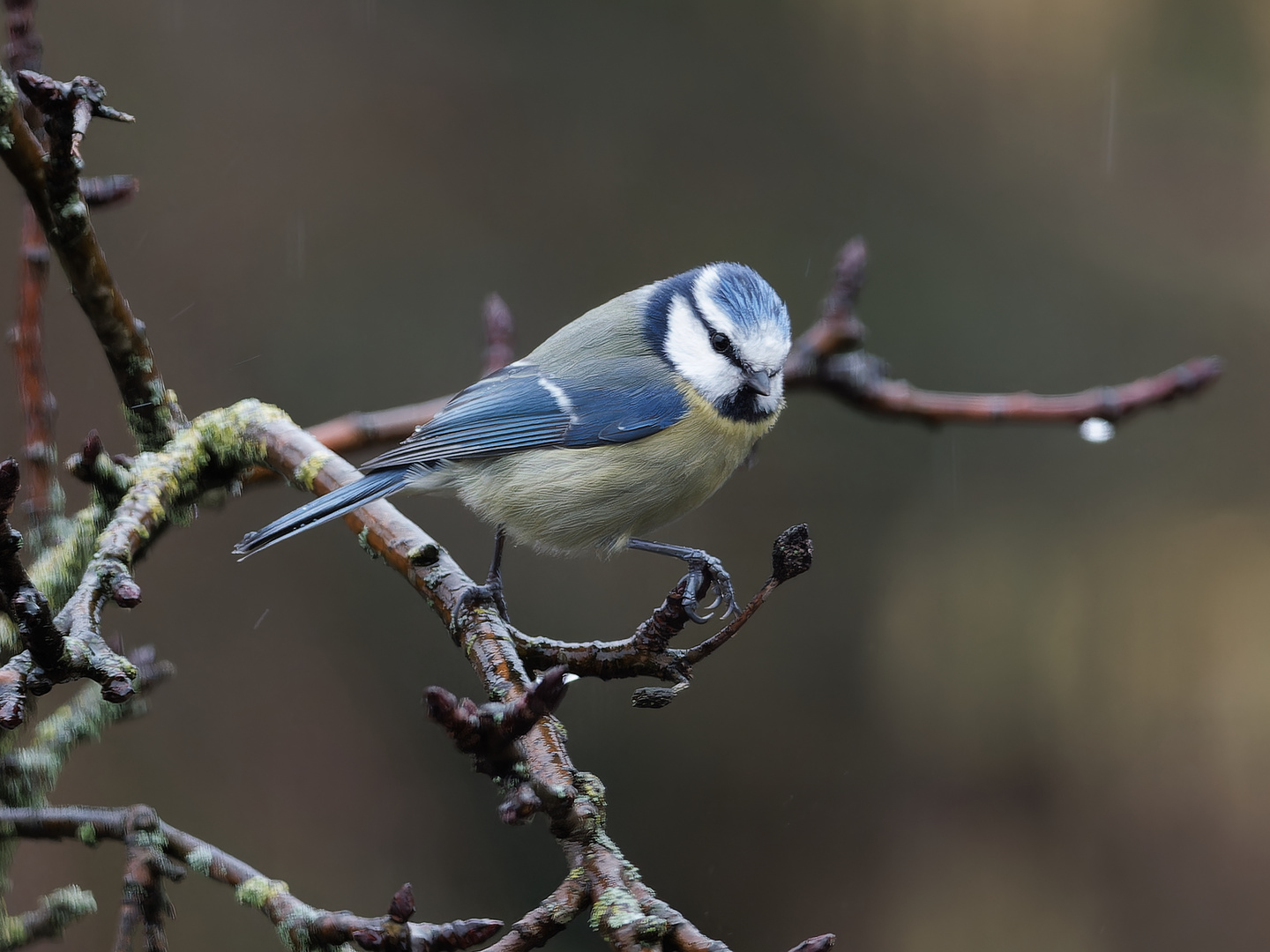 Singvögel im Regen - Blaumeise