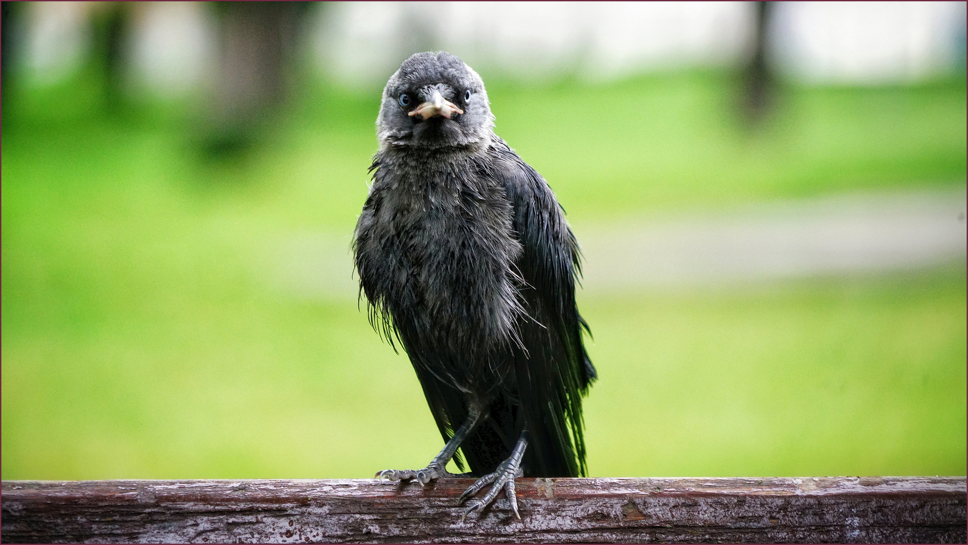 Singvögel schauen Dich an ....