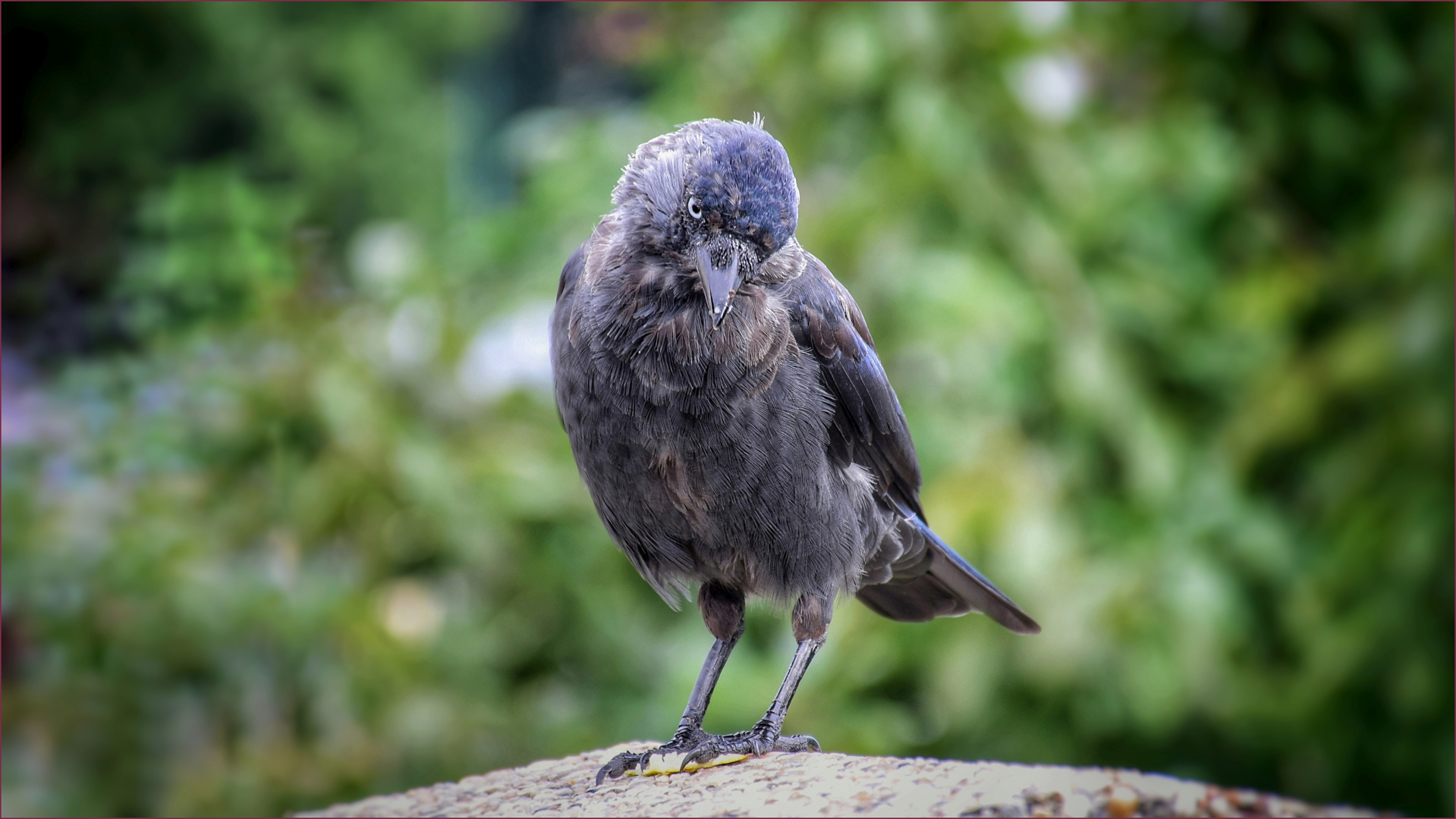 Singvögel schauen Dich an - Version 2