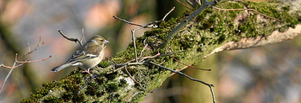 Singvogel.......