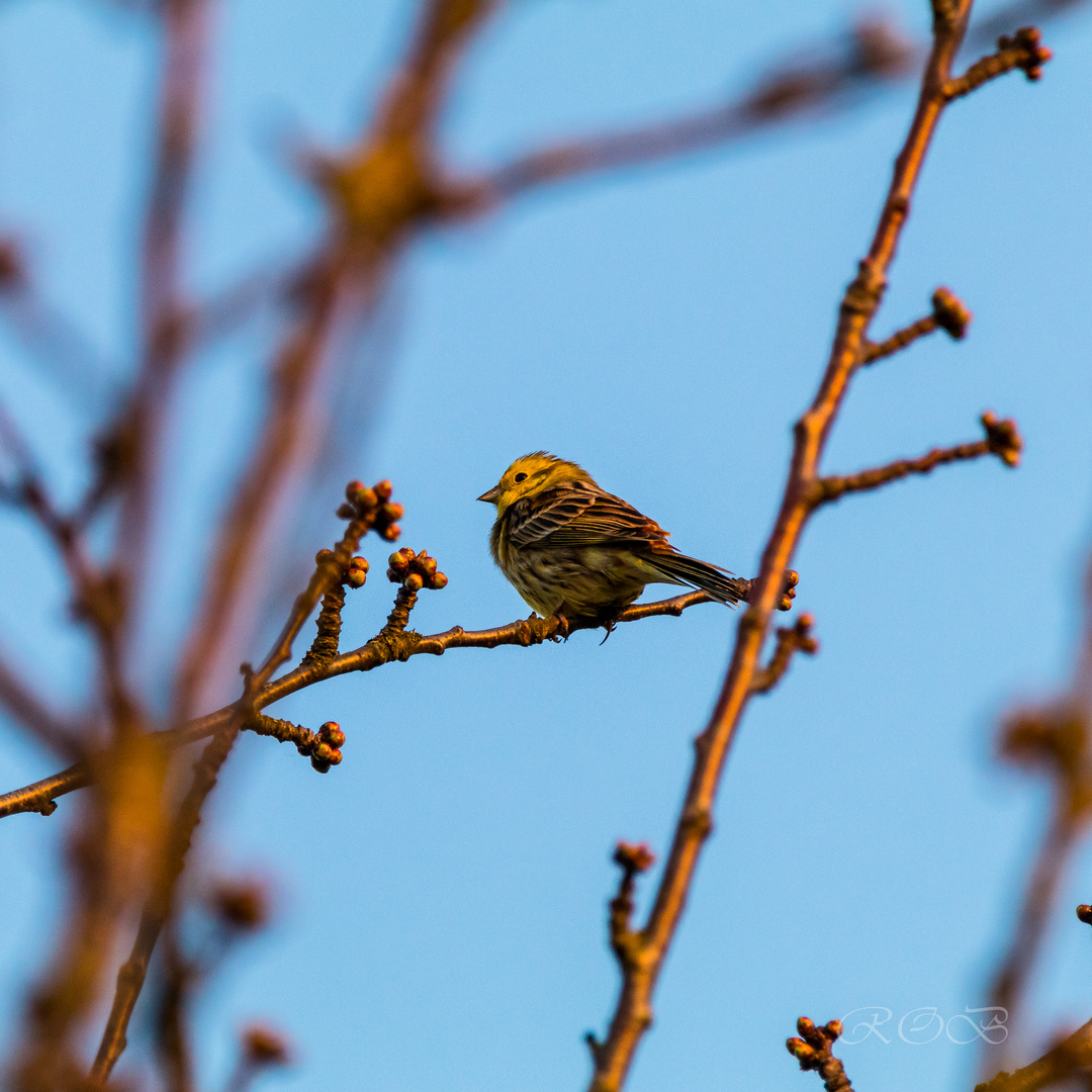 Singvogel-20190331-28095