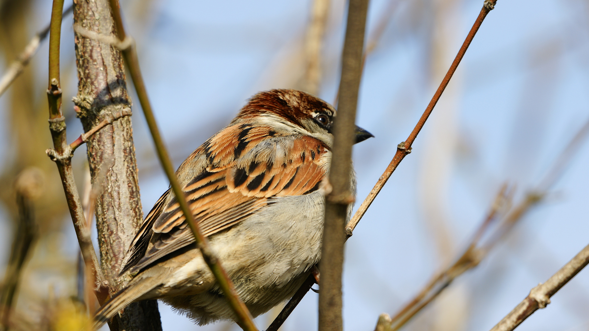 Singvogel