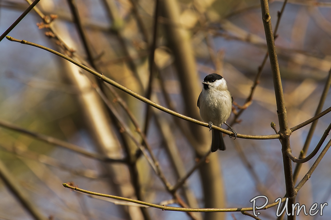 Singvogel