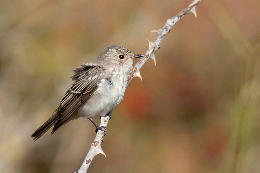 Singvogel