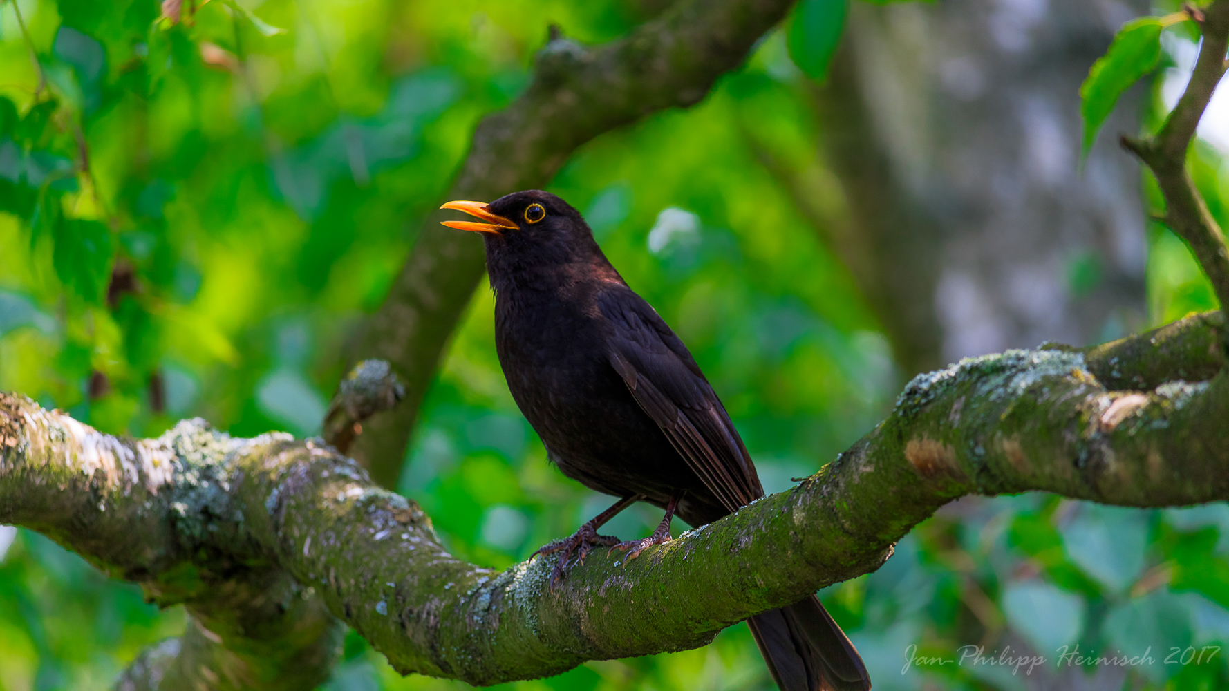 Singvogel