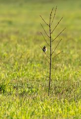 Singvogel