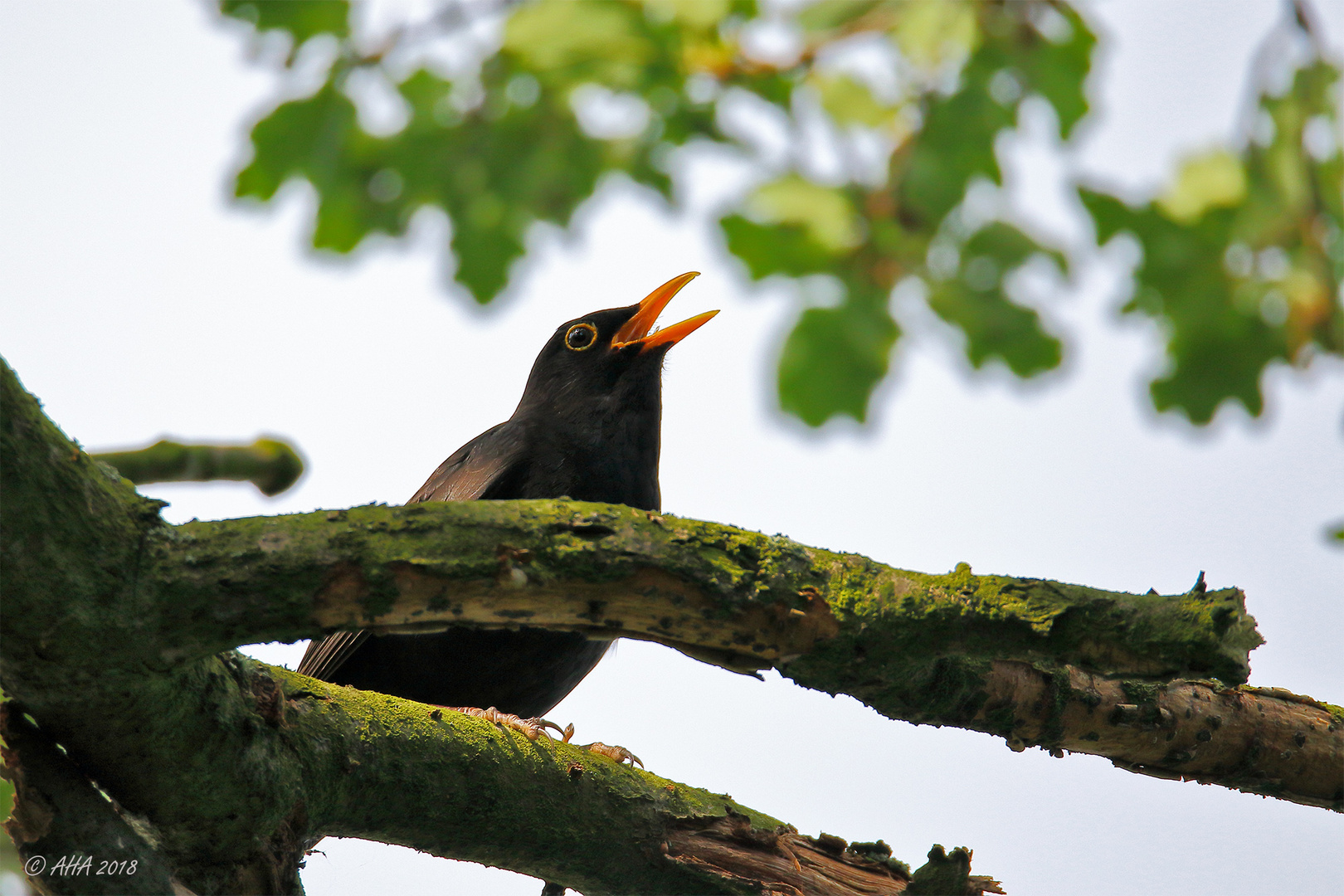 Singvogel ;-)