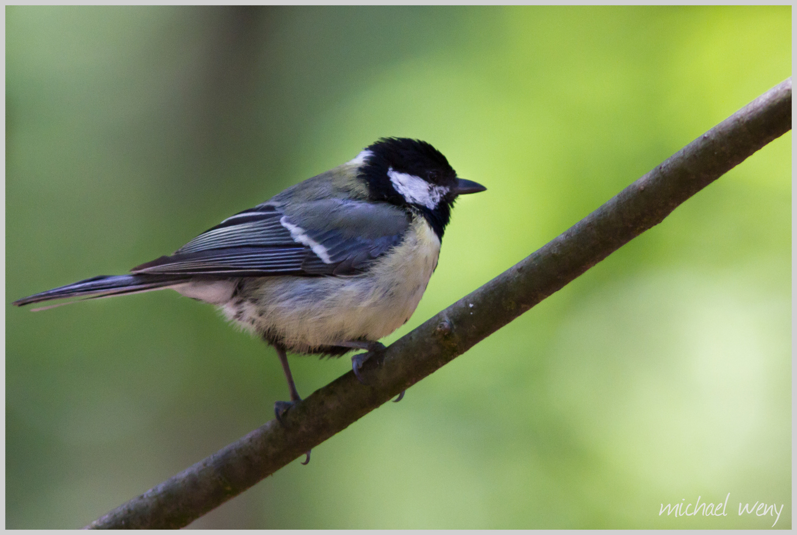 Singvogel