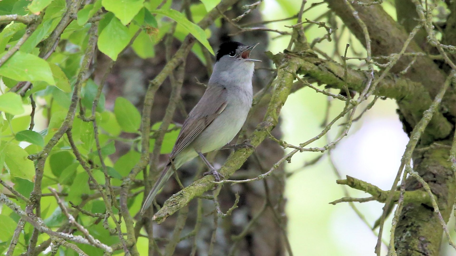 Singvogel,...