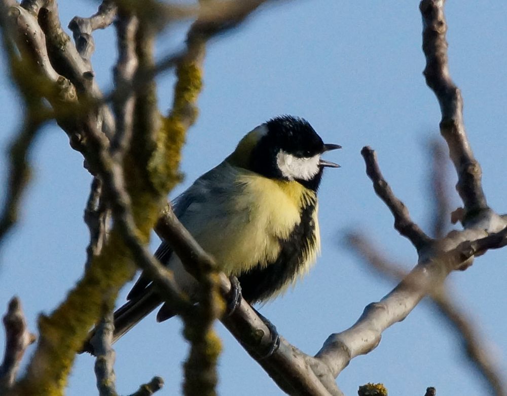 Singvogel