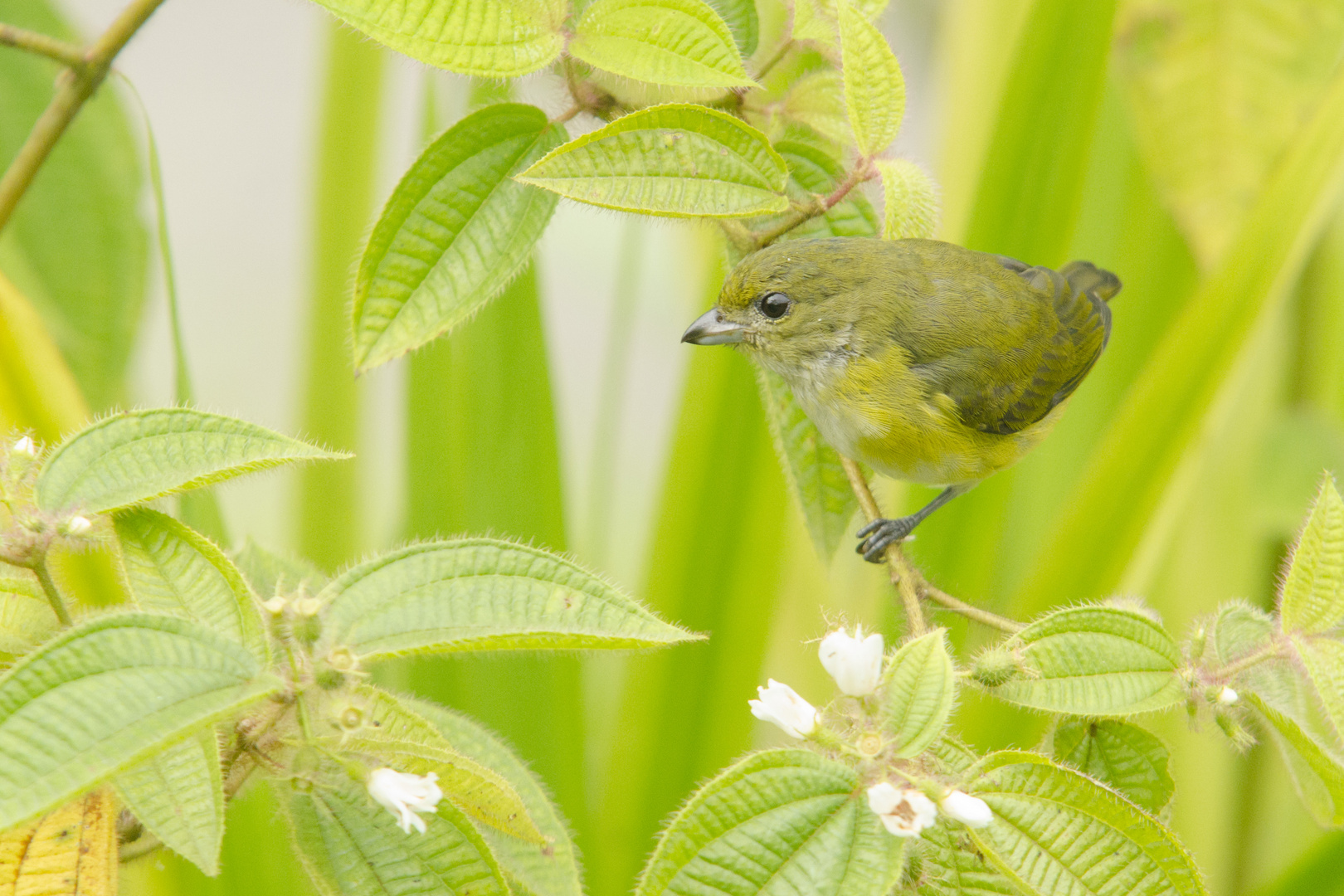 Singvogel bei La Fortuna