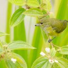 Singvogel bei La Fortuna