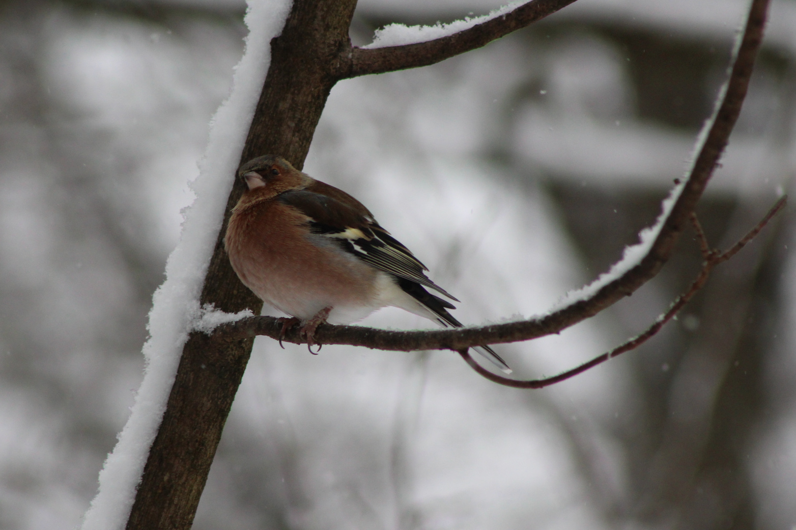 Singvogel Buchfink