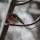 Singvogel Buchfink