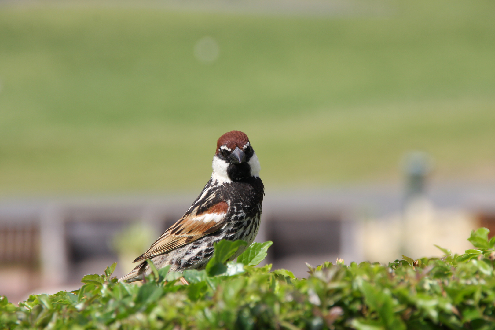 Singvogel