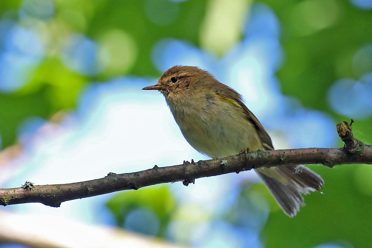 Singvogel