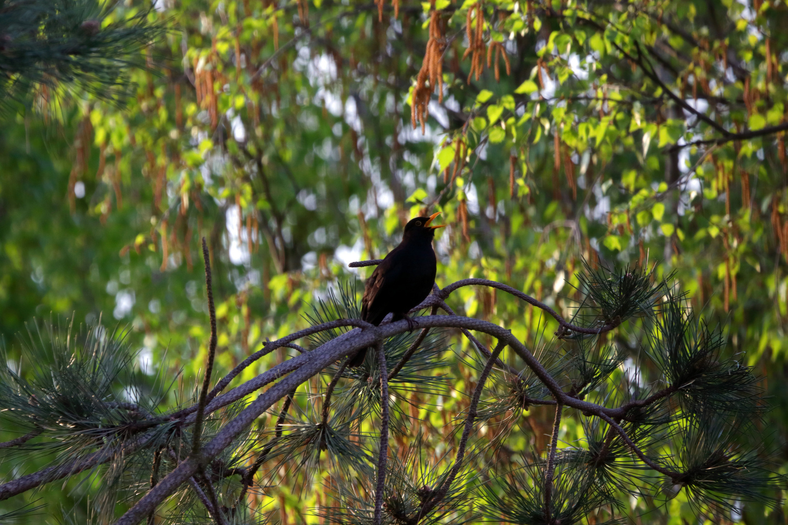 Singvogel , die Amsel