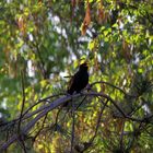 Singvogel , die Amsel