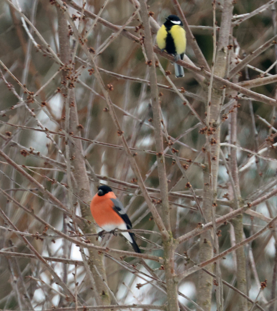 Singvogel - Duo