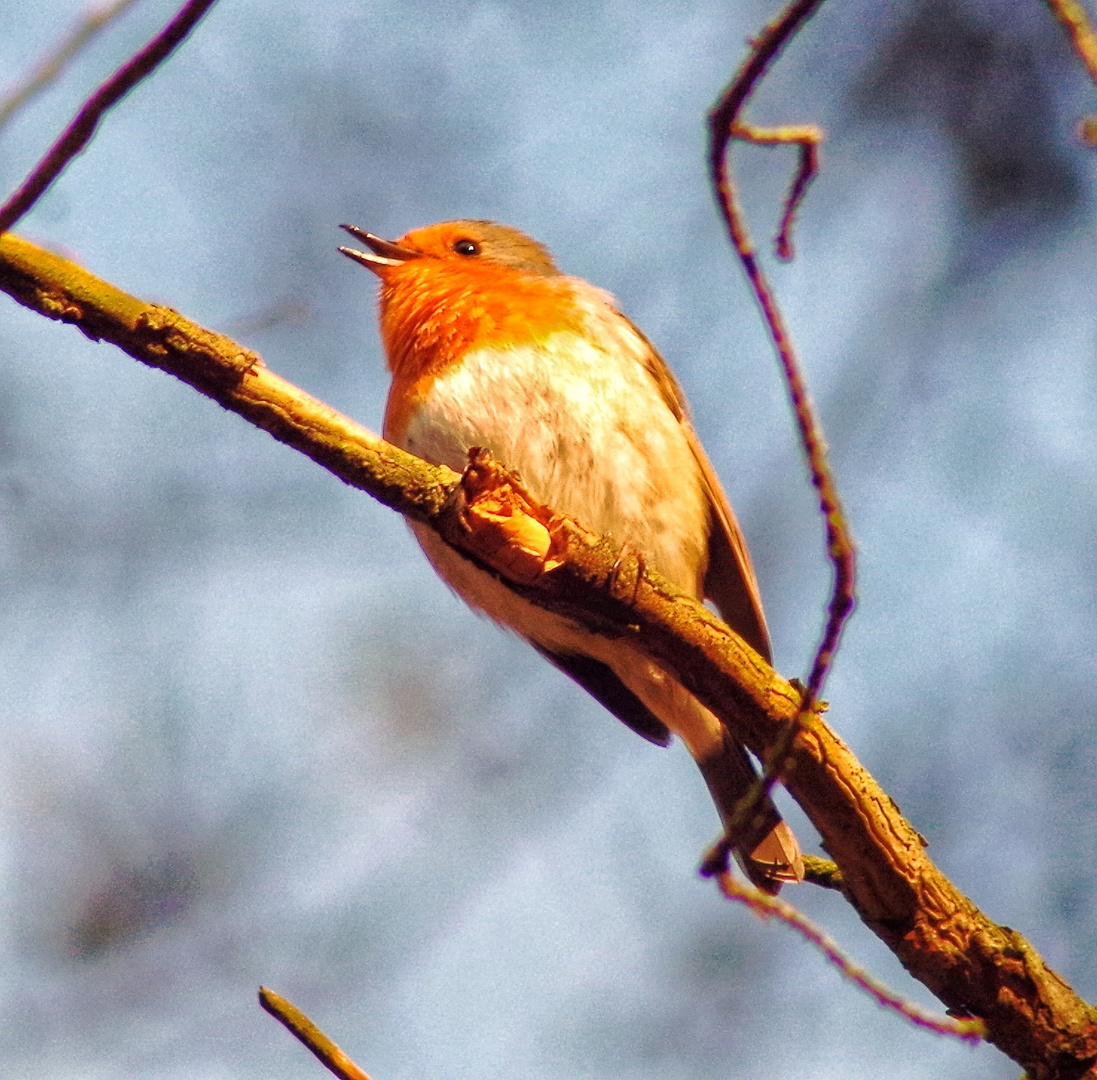 Singvogel