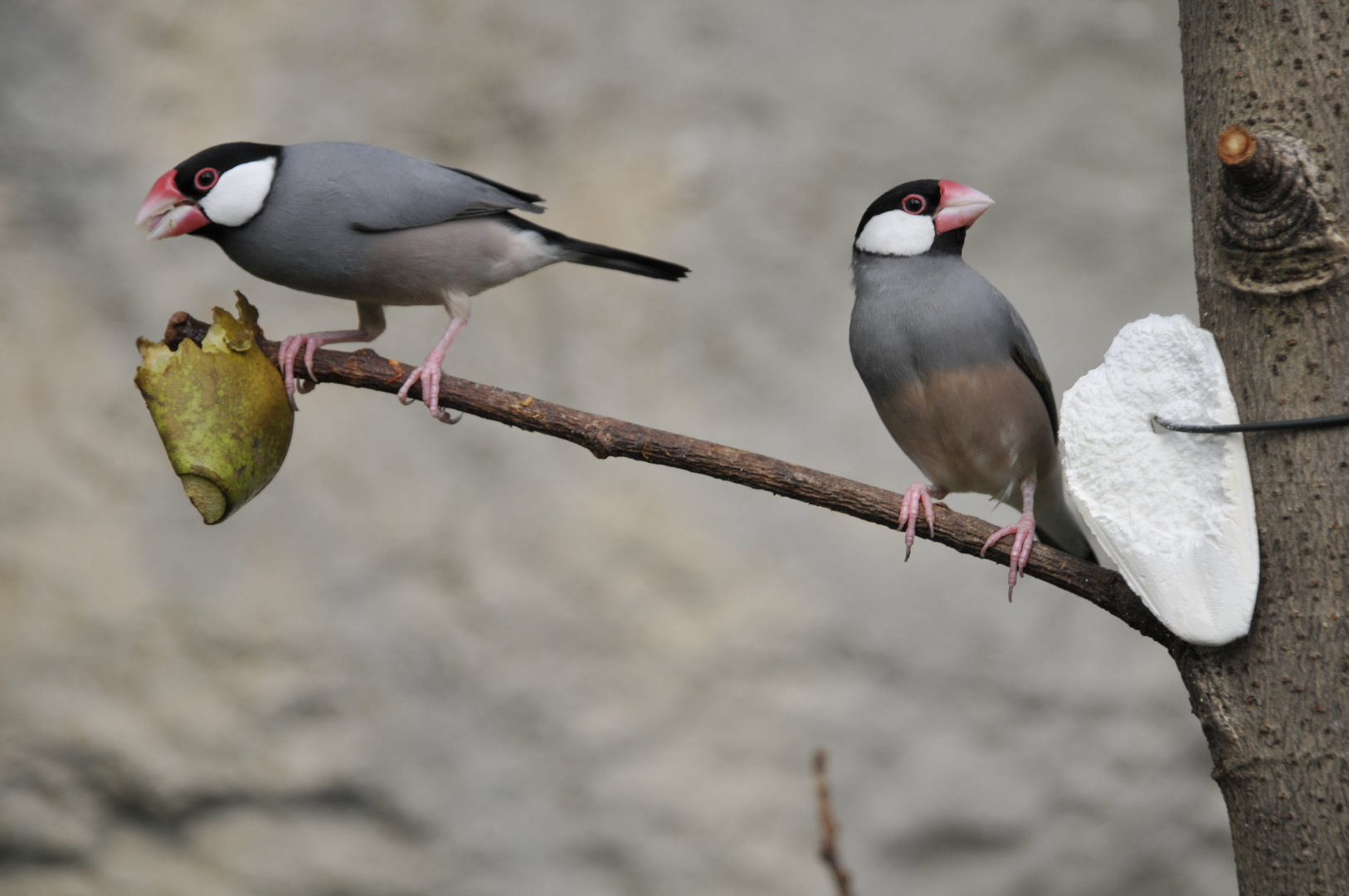 Singvogel - Familie Finken