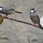 Singvogel - Familie Finken