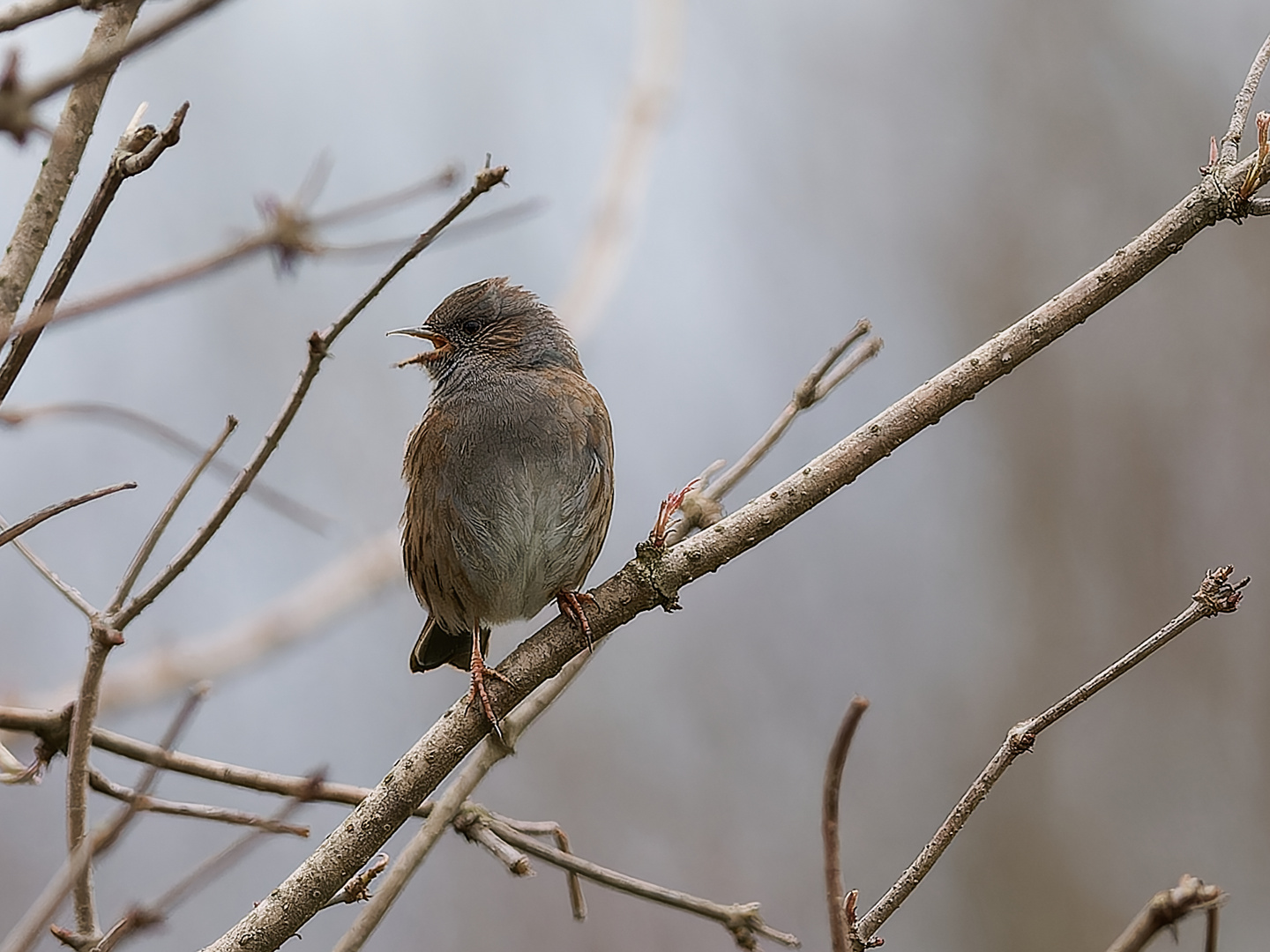 Singvogel - Heckenbraunelle 