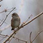 Singvogel - Heckenbraunelle 