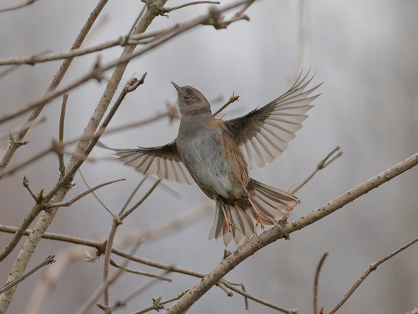 Singvogel - Heckenbraunelle 