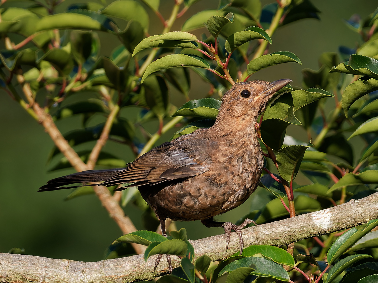 Singvogel im Garten